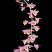 天宫石斛Den.aphyllum(Roxb.)