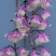 天宫石斛Den.aphyllum(Roxb.)