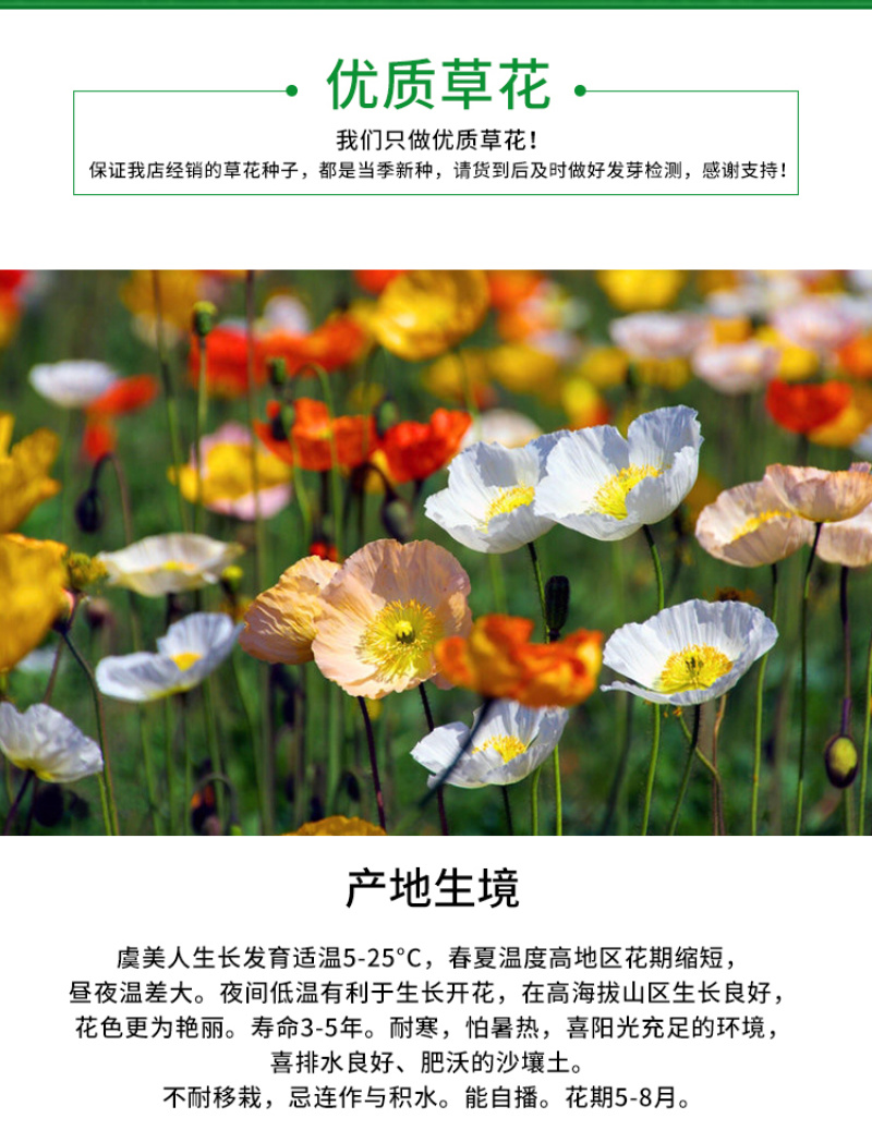 虞美人种子冰岛虞美人种子花海种子花卉四季开花