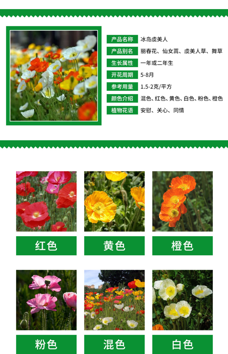 虞美人种子冰岛虞美人种子花海种子花卉四季开花