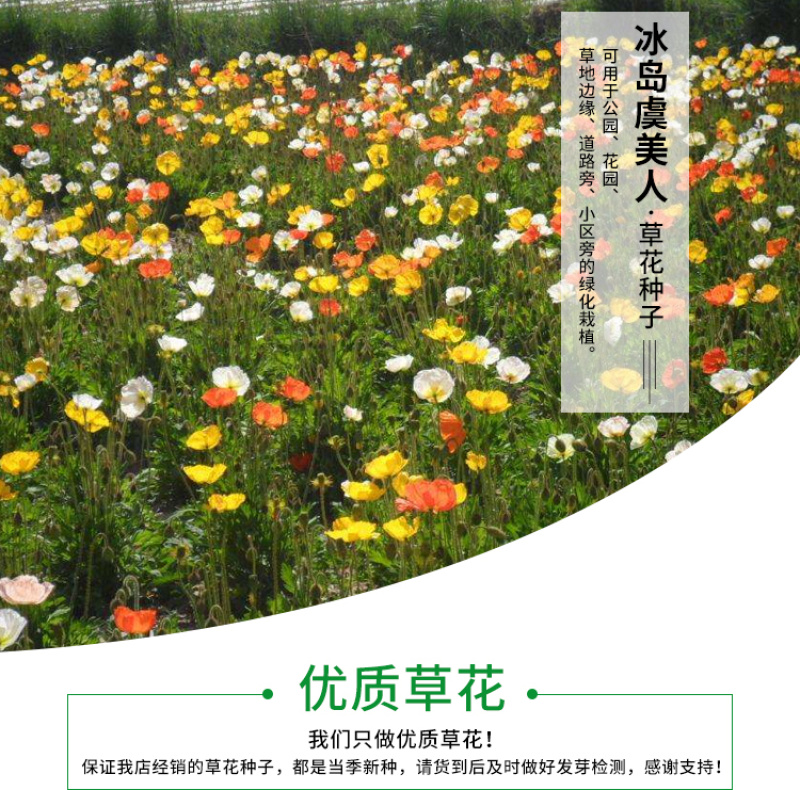 虞美人种子冰岛虞美人种子花海种子花卉四季开花