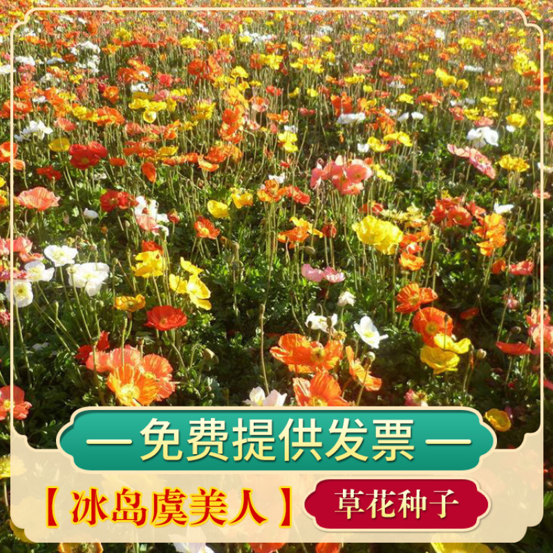 虞美人种子冰岛虞美人种子花海种子花卉四季开花