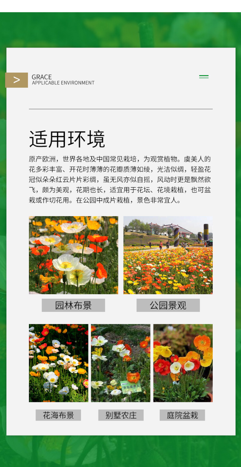 虞美人种子冰岛虞美人种子花海种子花卉四季开花