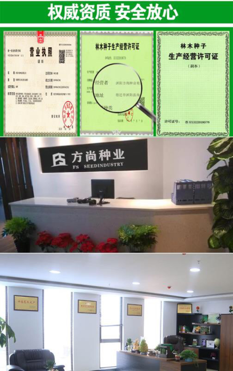 百日草种子花卉种子花期长步步高种子花海花种子