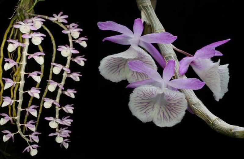 报春石斛（Den.primulinumLindl）