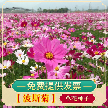 波斯菊种子格桑花种子花海种子保证发芽率四季开花不断