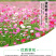 波斯菊种子格桑花种子花海种子保证发芽率四季开花不断