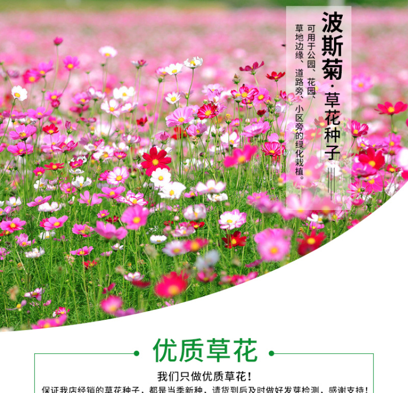 波斯菊种子格桑花种子花海种子保证发芽率四季开花不断
