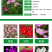 波斯菊种子格桑花种子花海种子保证发芽率四季开花不断