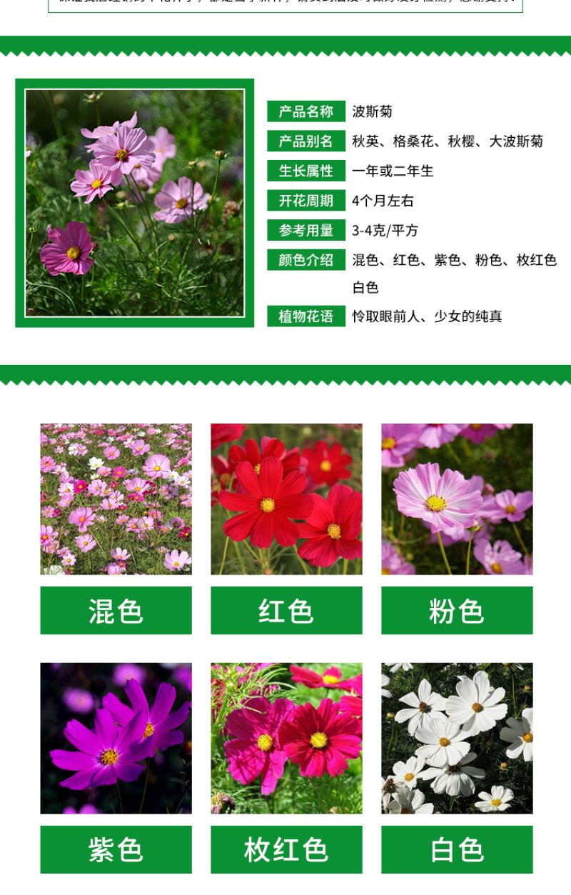 波斯菊种子格桑花种子花海种子保证发芽率四季开花不断