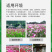 波斯菊种子格桑花种子花海种子保证发芽率四季开花不断