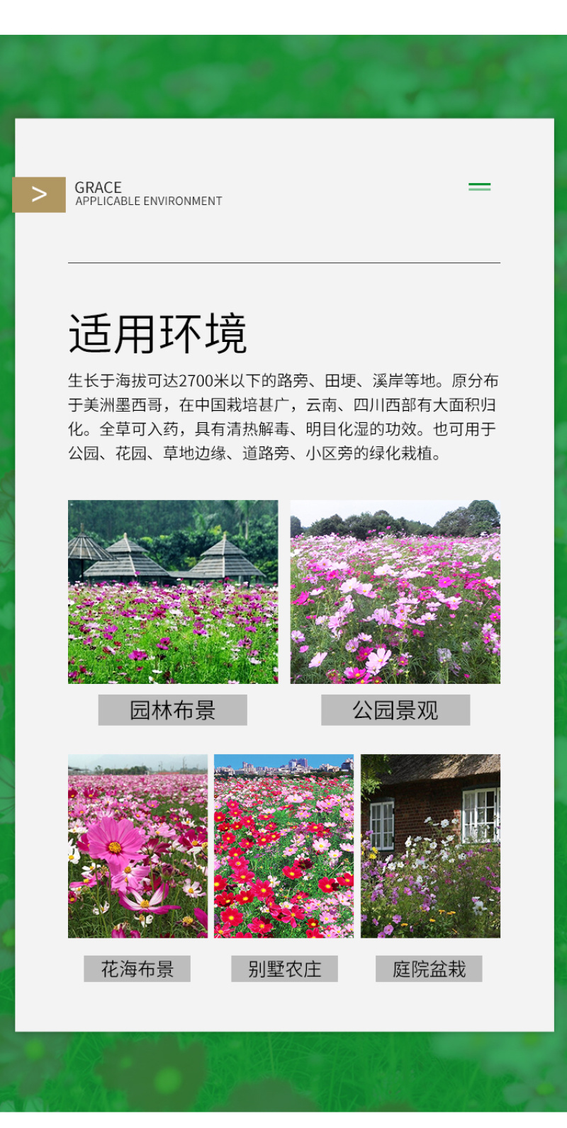 波斯菊种子格桑花种子花海种子保证发芽率四季开花不断