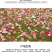 波斯菊种子格桑花种子花海种子保证发芽率四季开花不断