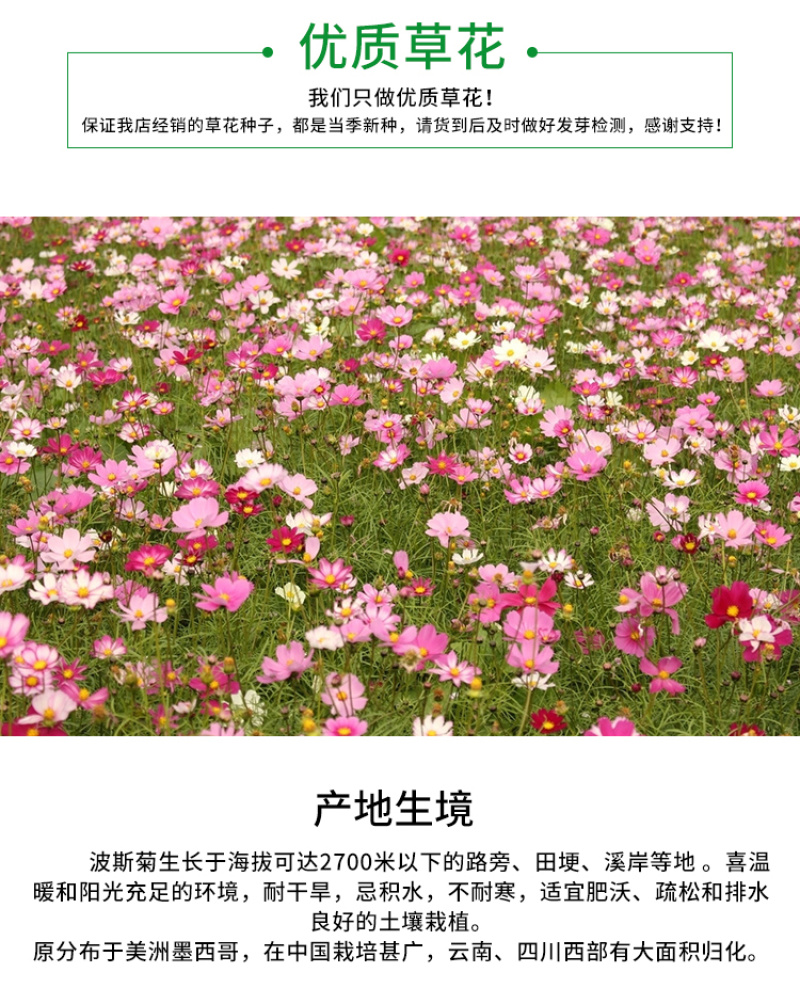 波斯菊种子格桑花种子花海种子保证发芽率四季开花不断