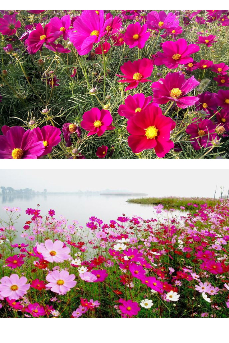 波斯菊种子格桑花种子花海种子保证发芽率四季开花不断