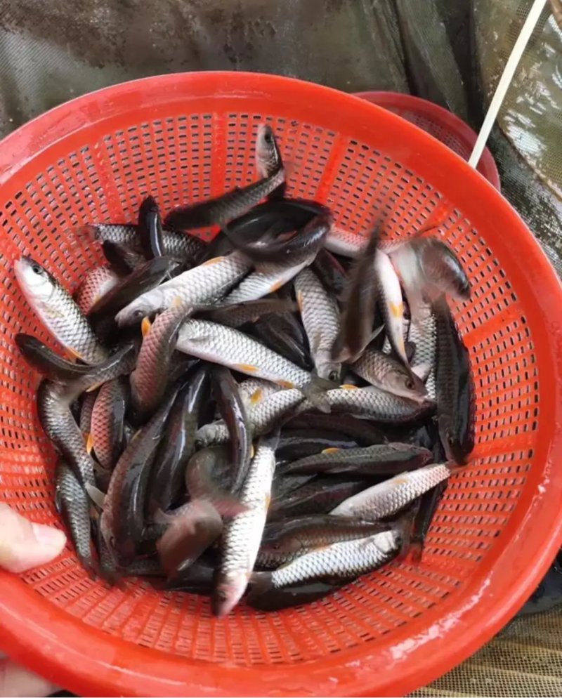 军鱼苗中华倒刺鲃鱼青竹鲩鱼苗黄娟鱼苗提供养殖技术