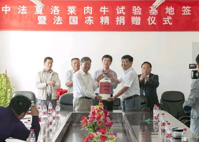改良牛犊小牛苗西门塔尔牛犊改良肉牛包运输，十头送一头