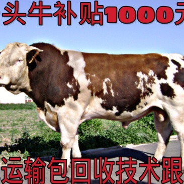 改良牛犊小牛苗西门塔尔牛犊改良肉牛包运输,十头送一头