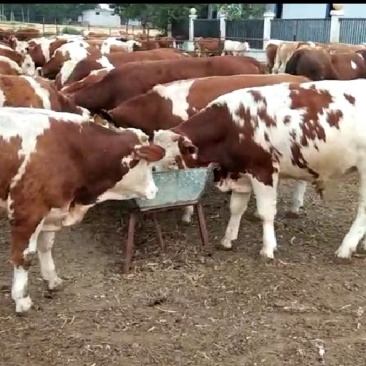 黄牛牛犊改良肉牛三元杂交牛包运输小牛苗活体包成活免费运输