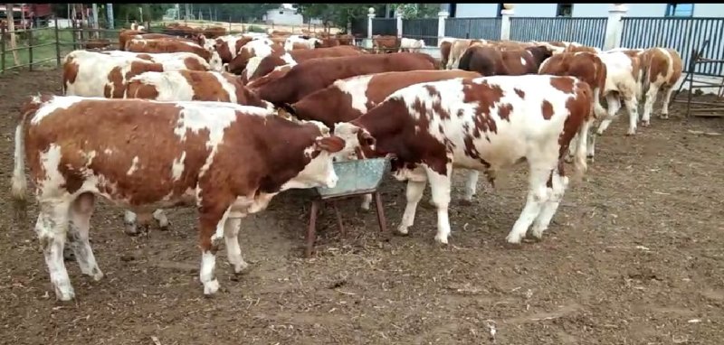 黄牛牛犊改良肉牛三元杂交牛包运输小牛苗活体包成活免费运输