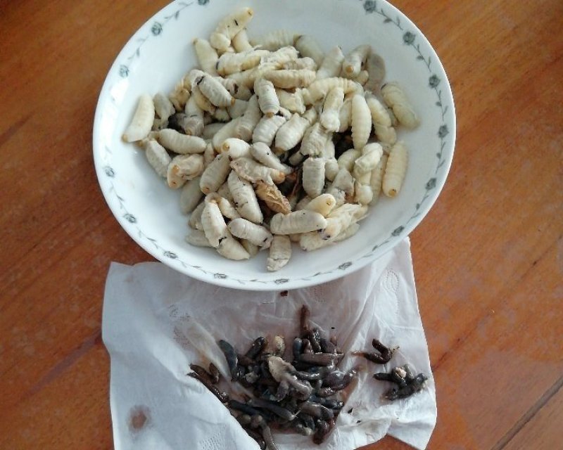 树蜂蛹蜂蛹3级，青边蛹，常年批发零售，期待您的光临