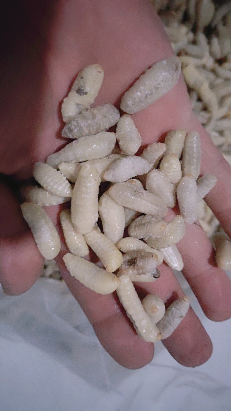 树蜂蛹蜂蛹3级，青边蛹，常年批发零售，期待您的光临