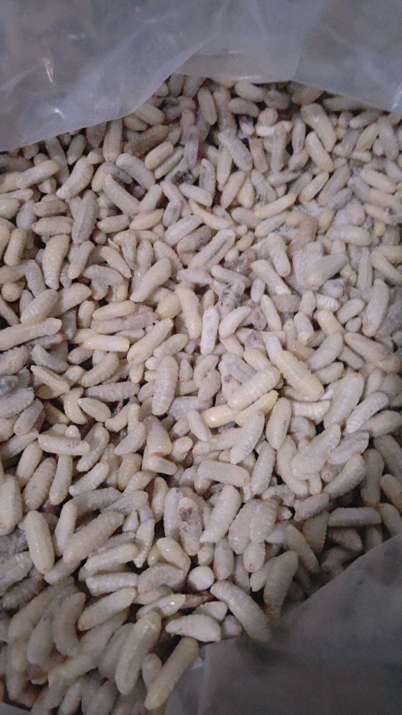 树蜂蛹蜂蛹3级，青边蛹，常年批发零售，期待您的光临