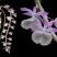 报春石斛（Den.primulinumLindl）