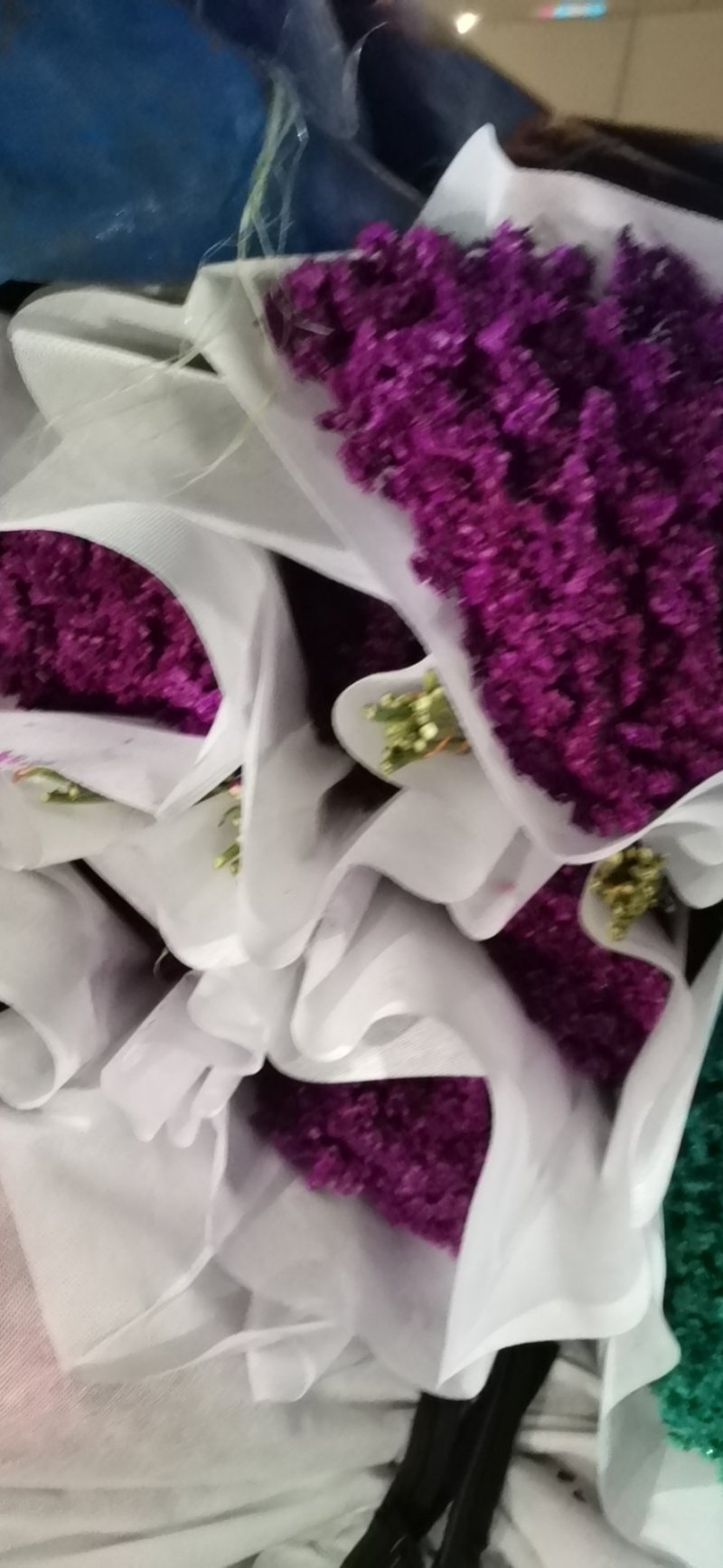 云南斗南过年干花勿忘我情人节，论斤卖