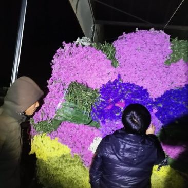 云南斗南过年干花勿忘我情人节，论斤卖