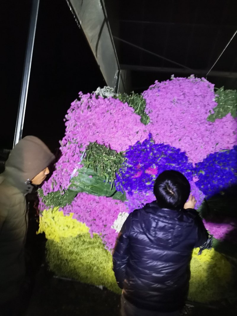 云南斗南过年干花勿忘我情人节，论斤卖