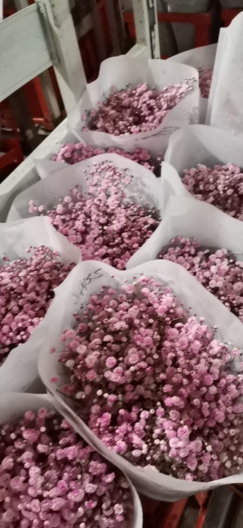云南斗南过年干花勿忘我情人节，论斤卖