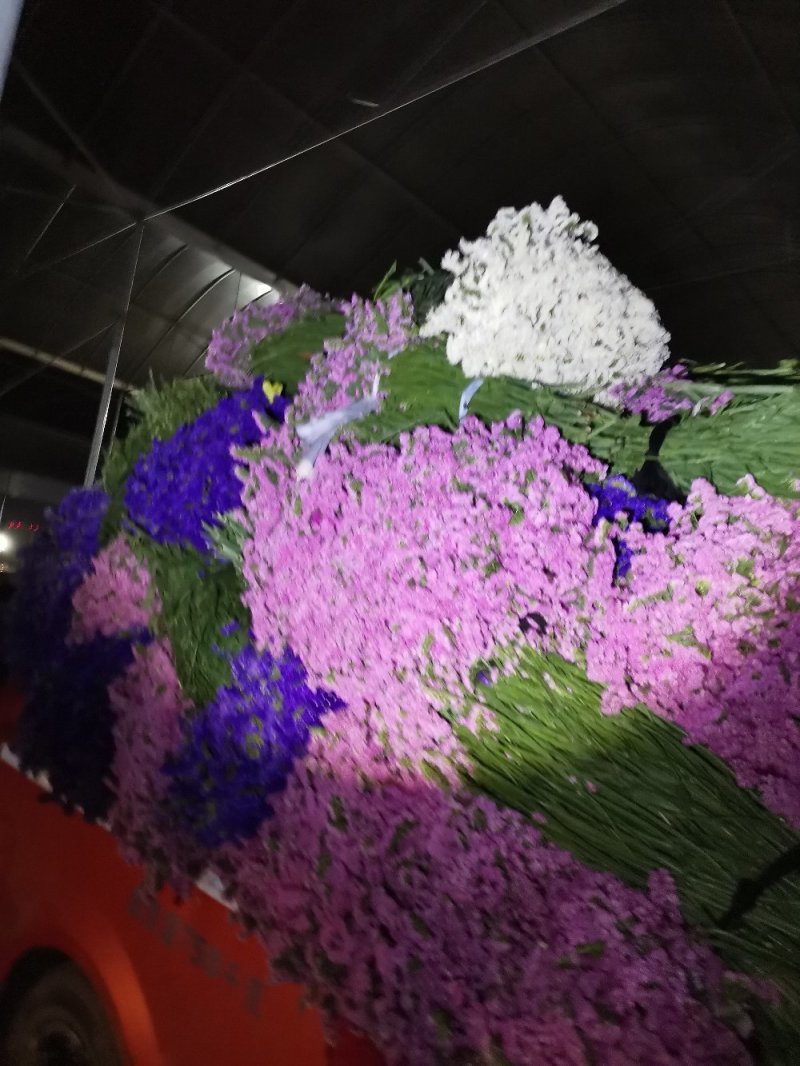 云南斗南过年干花勿忘我情人节，论斤卖
