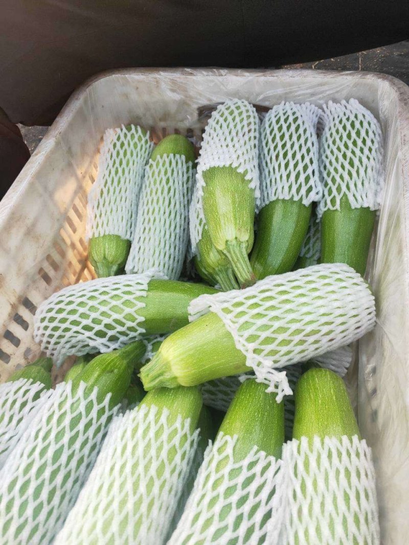 西葫芦