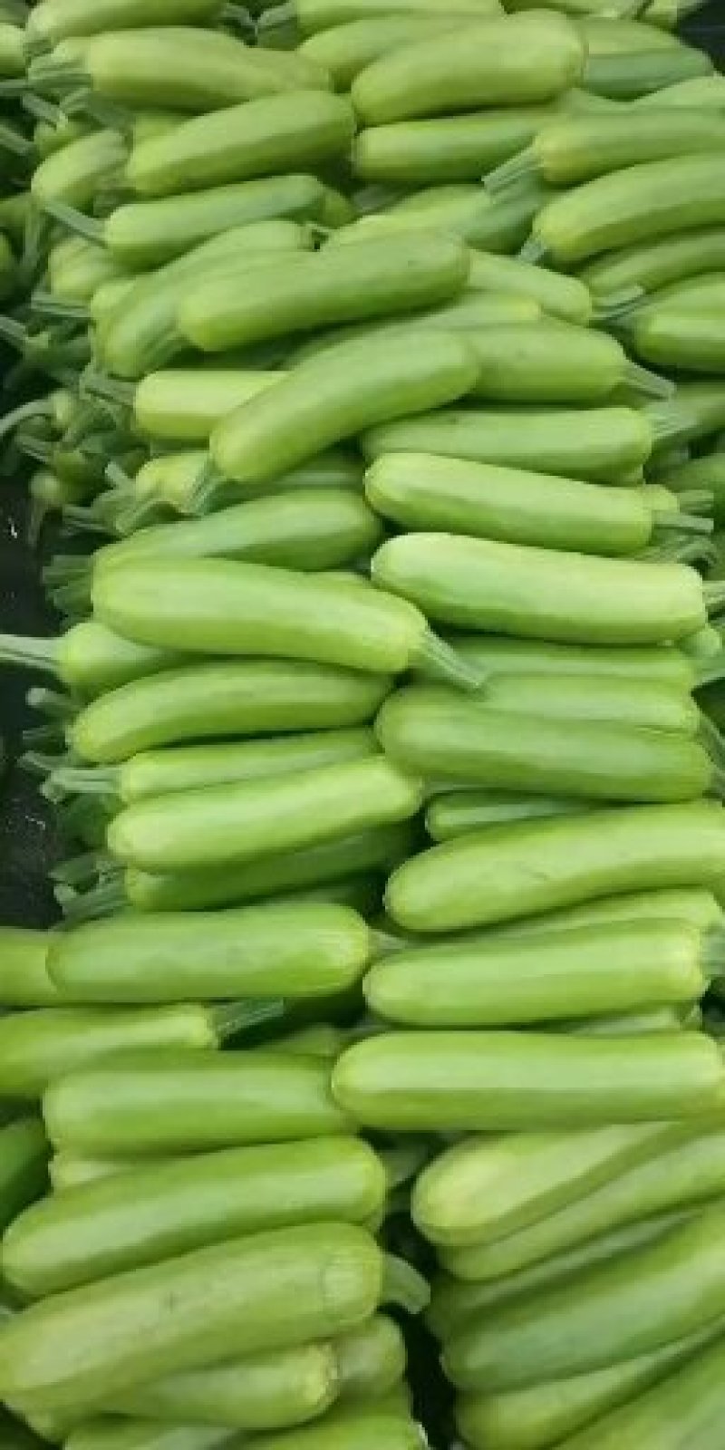 西葫芦