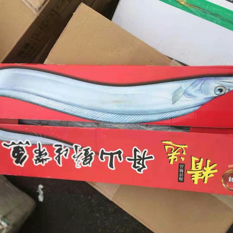 野生刀鱼