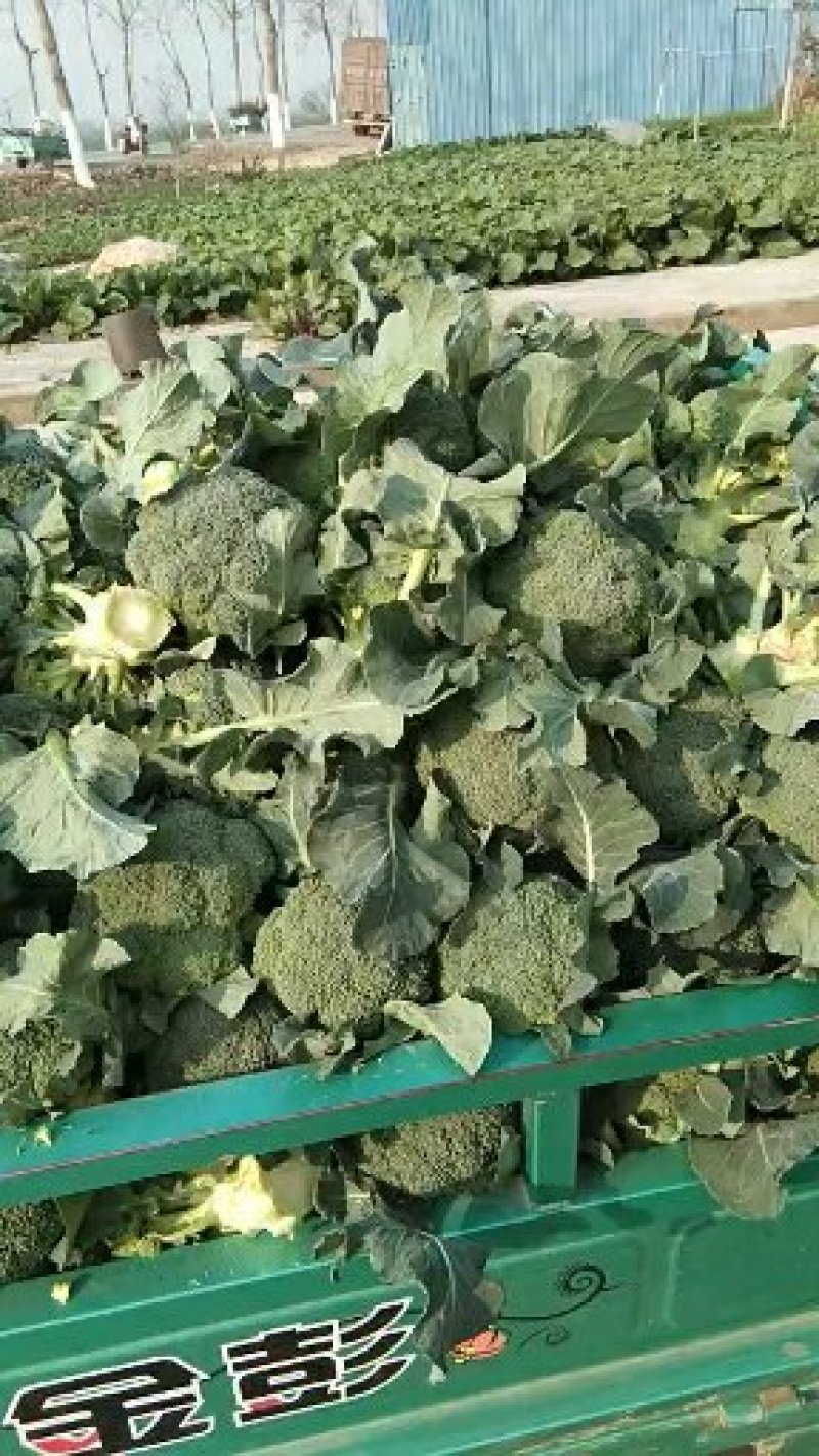 精品西蓝花，质量好，提供各类包装，打包服务，可实地考察，