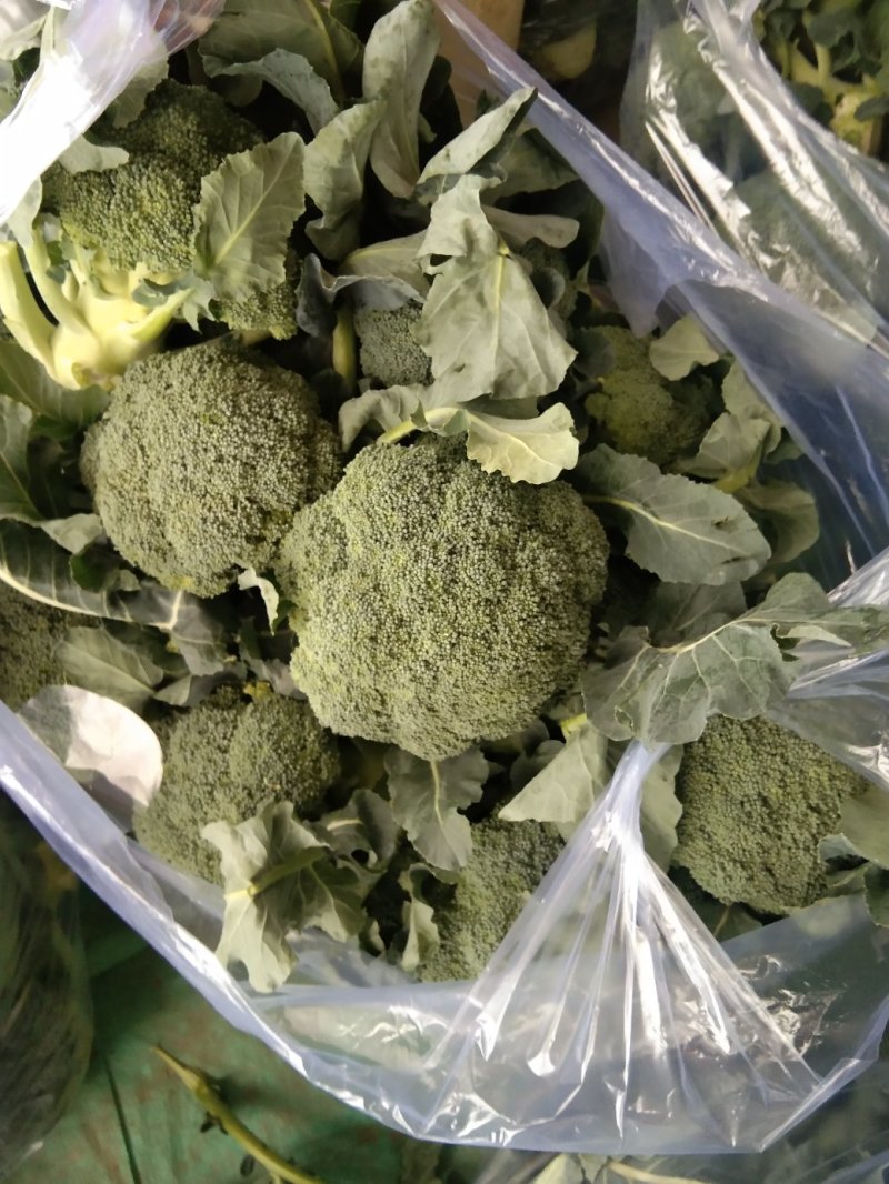 精品西蓝花，质量好，提供各类包装，打包服务，可实地考察，