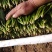 山东菠菜苗一手货源基地现挖现发量大优惠