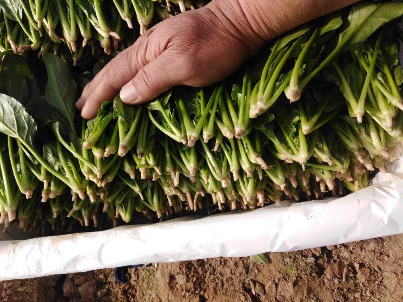 山东菠菜苗一手货源基地现挖现发量大优惠