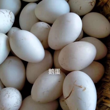 鹅蛋鲜