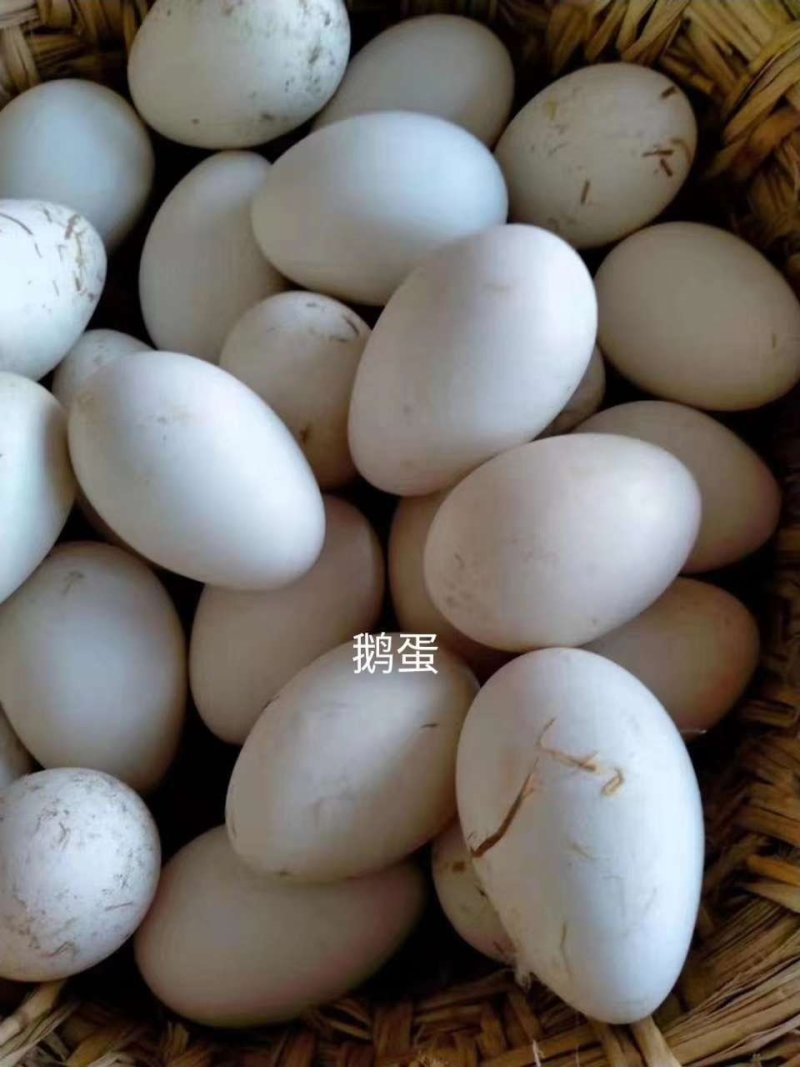 鹅蛋鲜