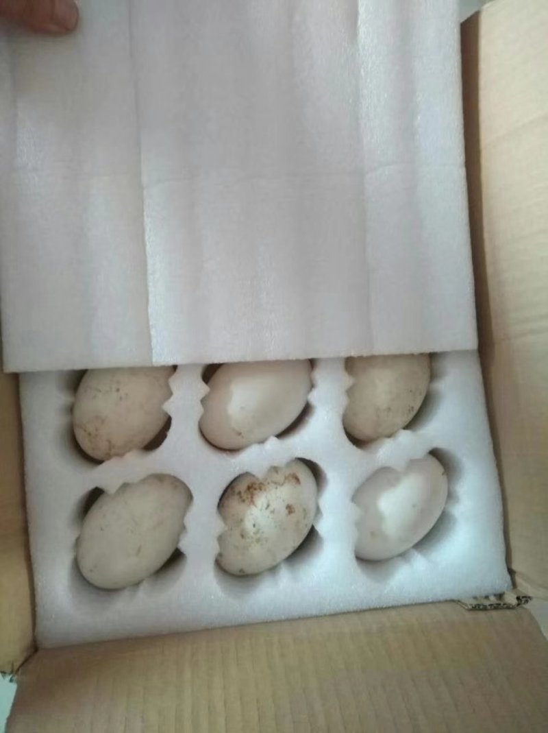 鹅蛋鲜