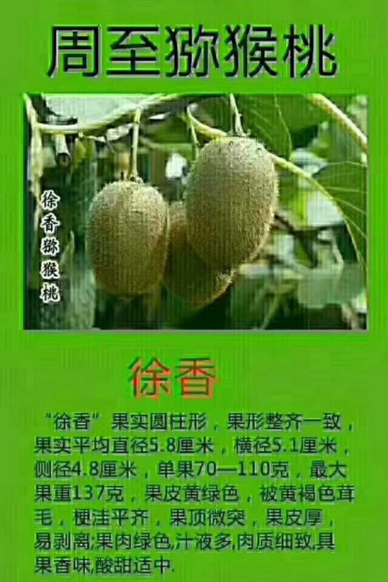 大量批发徐香、海沃德猕猴桃