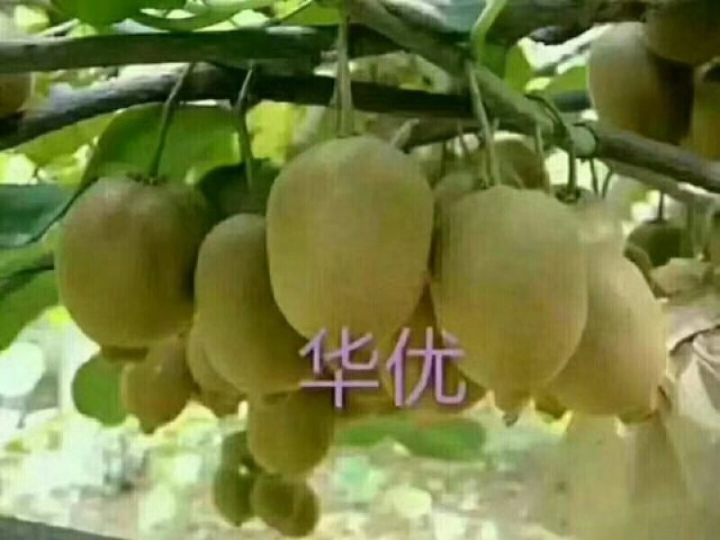大量批发徐香、海沃德猕猴桃