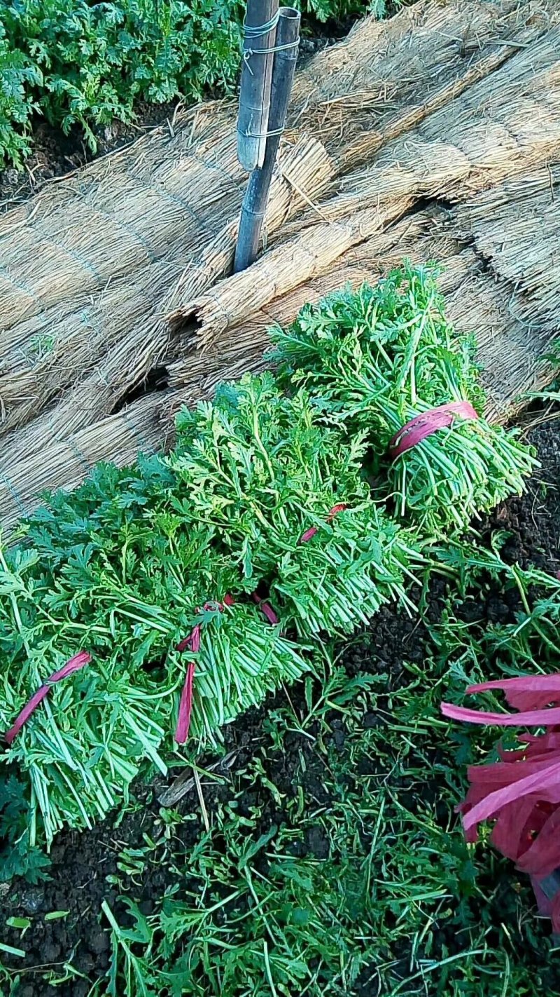 山东潍坊精品茼蒿菜产地直发对接商超团购