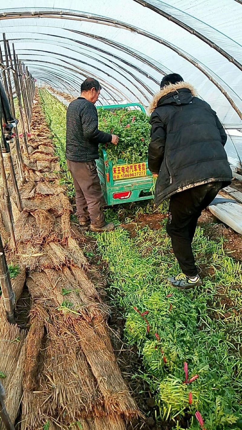 山东潍坊精品茼蒿菜产地直发对接商超团购