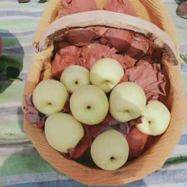 陕西蒲城酥梨，