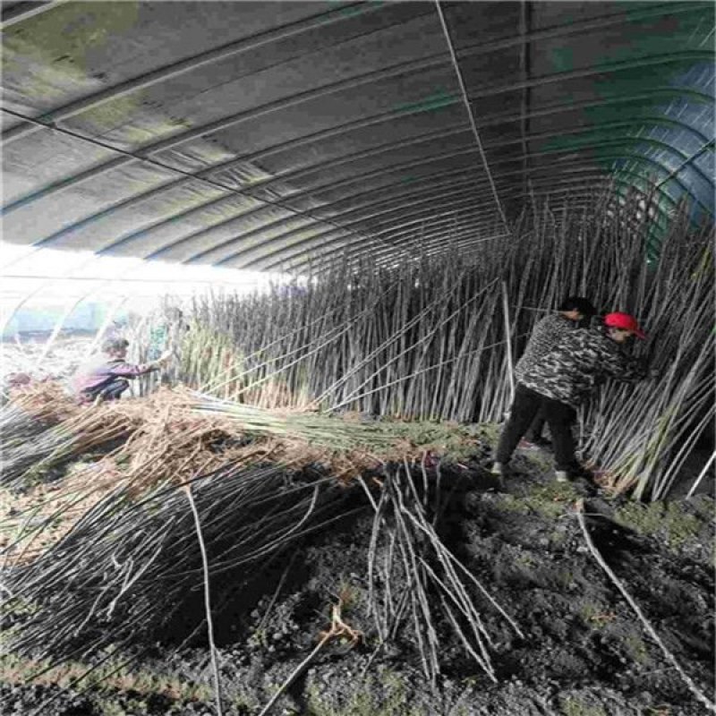 红油黑油椿苗大棚香椿树苗成活率高可视频看货规格齐全