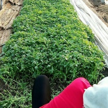 茼蒿菜山东潍坊茼蒿菜产地直发价格便宜电商团购超市赶集货